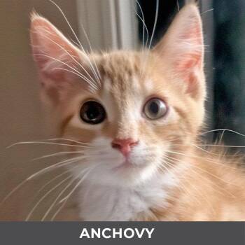 Anchovy -  Domestic Short Hair Cat for Adoption in Toronto, Ontario - Anchovy | PetCurious