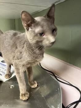 DRAGONFLY -  Domestic Short Hair Cat for Adoption in Jacksonville, Florida - DRAGONFLY | PetCurious