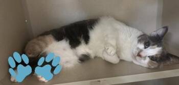 Domestic Short Hair Cats Available for Adoption - Chopstick | PetCurious