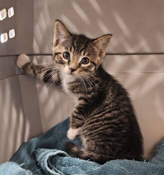 Rescue Domestic Short Hair Cats for Adoption in Portland, Indiana - North | PetCurious