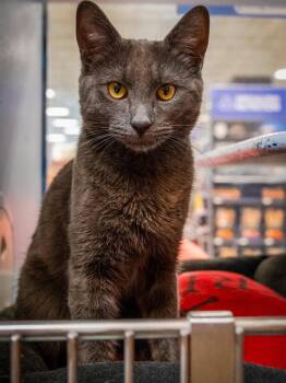 Gio (outgoing and friendly guy) -  Russian Blue and Domestic Short Hair Cat for Adoption in Hanson, Massachusetts - Gio (outgoing And Friendly Guy) | PetCurious