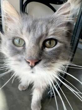 Rescue Domestic Medium Hair Cats for Adoption in Dekalb, Illinois - Crown Royal | PetCurious