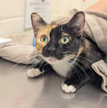 Domestic Short Hair Cats Available for Adoption - Courgette | PetCurious