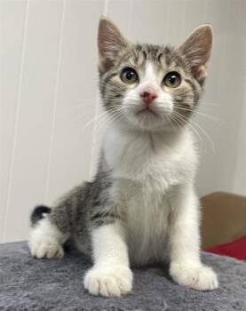 Rescue Domestic Medium Hair and Domestic Short Hair Cats for Adoption in Burlington, Wisconsin - Jason Voorhees | PetCurious