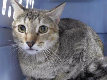 HATCHBACK -  Domestic Short Hair Cat for Adoption in Omaha, Nebraska - HATCHBACK | PetCurious