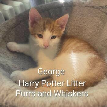 George -  Domestic Short Hair Cat for Adoption in New Hartford, New York - George | PetCurious