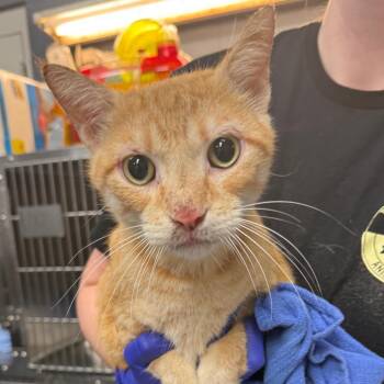 Shortie B -  Domestic Short Hair Cat for Adoption in Tuscaloosa, Alabama - Shortie B | PetCurious