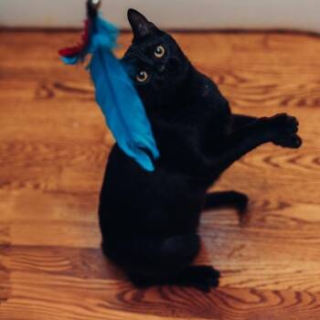 Rescue Domestic Short Hair Cats for Adoption in Royal Oak, Michigan - Earl | PetCurious