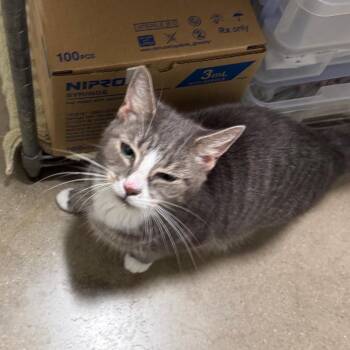Shakira -  Domestic Short Hair Cat for Adoption in York, Pennsylvania - Shakira | PetCurious