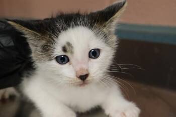 Rescue Domestic Short Hair Cats for Adoption in Columbia, South Carolina - BOLT | PetCurious