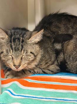 DUMBLEDORE -  Domestic Short Hair Cat for Adoption in Hagerstown, Maryland - DUMBLEDORE | PetCurious