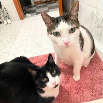 Biff & Willy -  Domestic Short Hair Cat Available for Adoption - Biff & Willy | PetCurious