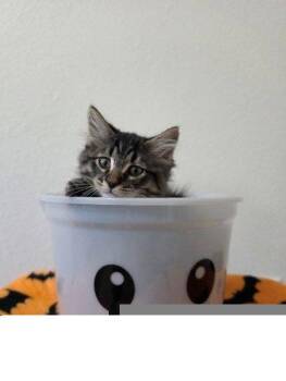 Freddy Fazebear -  Domestic Medium Hair Cat for Adoption in Colorado Springs, Colorado - Freddy Fazebear | PetCurious
