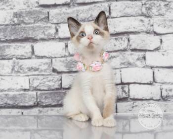 Willow -  Siamese Cat for Adoption in Tuscaloosa, Alabama - Willow | PetCurious