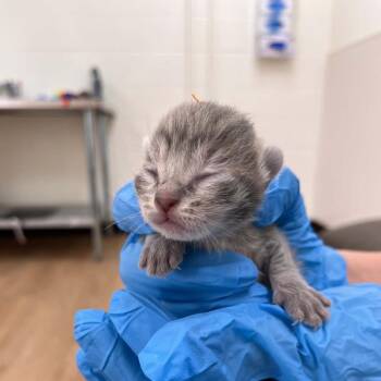 Domestic Short Hair Cats Available for Adoption in Lyndhurst, Virginia - SVAS-Stray-38561 | PetCurious