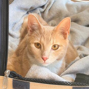 Skipper -  Domestic Short Hair Cat for Adoption in Los Angeles, California - Skipper | PetCurious