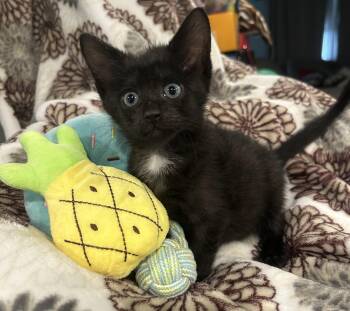 Vedder -  Domestic Short Hair Cat for Adoption in Lemoyne, Pennsylvania - Vedder | PetCurious