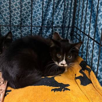 Daisy -  Domestic Short Hair Cat for Adoption in Lynchburg, Virginia - Daisy | PetCurious