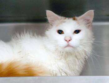 Peabo (AO37746) -  Domestic Long Hair Cat for Adoption in Kansas City, Kansas - Peabo (AO37746) | PetCurious