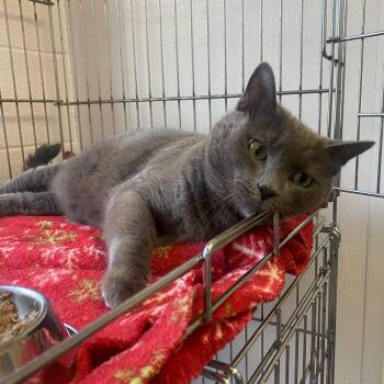 Biggie Smalls -  British Shorthair Cat for Adoption in King George, Virginia - Biggie Smalls | PetCurious