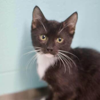 Rocket -  Domestic Short Hair Cat for Adoption in Umatilla, Florida - Rocket | PetCurious