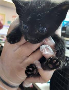 LUNAH -  Domestic Short Hair Cat for Adoption in Fort Walton Beach, Florida - LUNAH | PetCurious