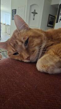 Domestic Short Hair Cats Available for Adoption - Simba Senior Declaw | PetCurious