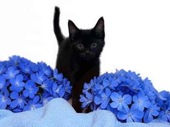 TANGELO -  Domestic Short Hair Cat for Adoption in Graham, Washington - TANGELO | PetCurious