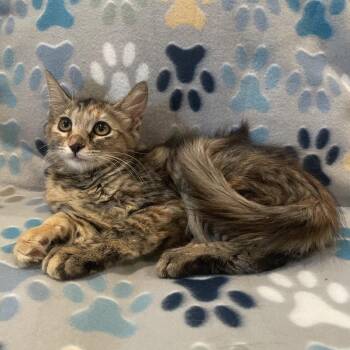 Winnie -  Domestic Medium Hair Cat for Adoption in Tucson, Arizona - Winnie | PetCurious