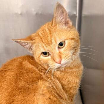 Domestic Short Hair Cats Available for Adoption - Kimber | PetCurious