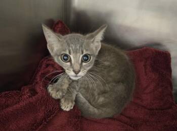 PARKER -  Domestic Short Hair Cat for Adoption in Hagerstown, Maryland - PARKER | PetCurious