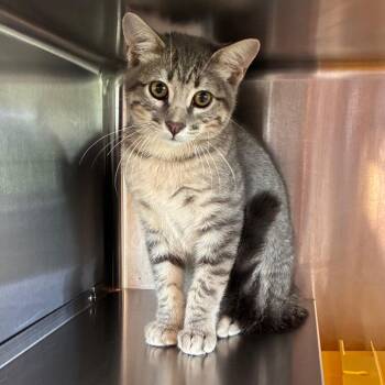 Simba -  Domestic Short Hair Cat for Adoption in Manhattan, Kansas - Simba | PetCurious