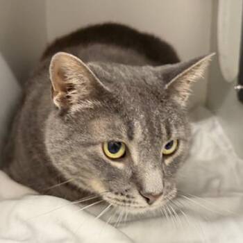 Domestic Short Hair Cats Available for Adoption - Mooks | PetCurious