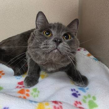 Domestic Short Hair Cats Available for Adoption in Great Falls, Montana - Jelly | PetCurious