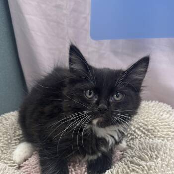 Rudd -  Maine Coon and Domestic Long Hair Cat for Adoption in Bardstown, Kentucky - Rudd | PetCurious