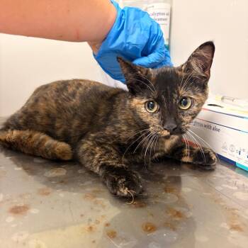 Coraline -  Domestic Short Hair Cat for Adoption in Concord, North Carolina - Coraline | PetCurious