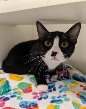 Rescue Domestic Short Hair Cats for Adoption in Bellingham, Washington - Gail And Simone | PetCurious