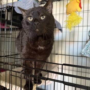 Domestic Short Hair Cats Available for Adoption - Loki | PetCurious