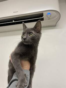 LOTUS -  Russian Blue Cat for Adoption in Killeen, Texas - LOTUS | PetCurious