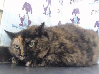 MYSTIC -  Domestic Short Hair Cat for Adoption in Orlando, Florida - MYSTIC | PetCurious