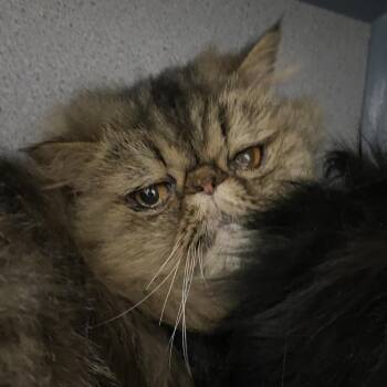 Bert -  Persian Cat for Adoption in Sheridan, Wyoming - Bert | PetCurious