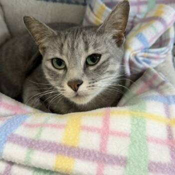 Luna -  Domestic Short Hair Cat for Adoption in Chisholm, Minnesota - Luna | PetCurious