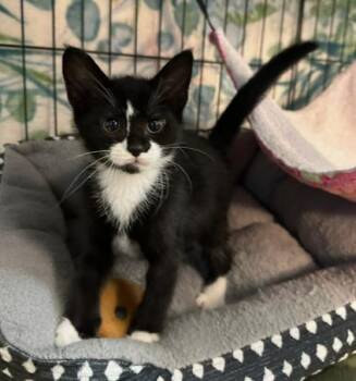 Eclipse -  Domestic Short Hair Cat for Adoption in Dale City, Virginia - Eclipse | PetCurious
