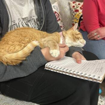 Prince -  Domestic Short Hair Cat for Adoption in Flagstaff, Arizona - Prince | PetCurious