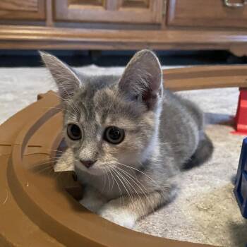 Blondie -  Domestic Short Hair Cat for Adoption in Candler, North Carolina - Blondie | PetCurious