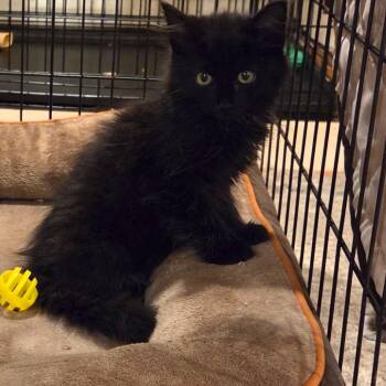 Odette -  Domestic Long Hair and Maine Coon Cat for Adoption in Mastic, New York - Odette | PetCurious