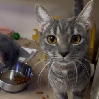 Mila -  Domestic Short Hair Cat for Adoption in New York, New York - Mila | PetCurious