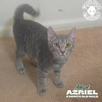 Azriel -  Domestic Short Hair Cat for Adoption in Wilmington, North Carolina - Azriel | PetCurious