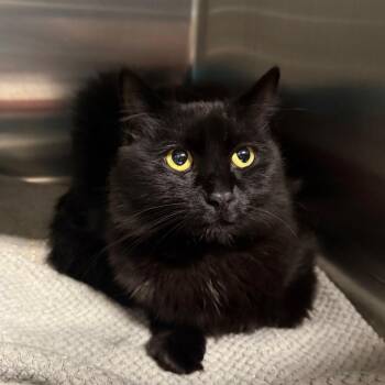 Maricruz -  Domestic Medium Hair Cat for Adoption in Spokane, Washington - Maricruz | PetCurious