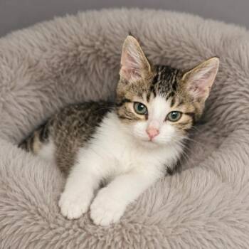 Tabby Cats Available for Adoption in Andover, Minnesota - Elliot | PetCurious